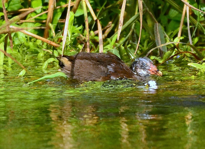 Giovane gallinella al bagno